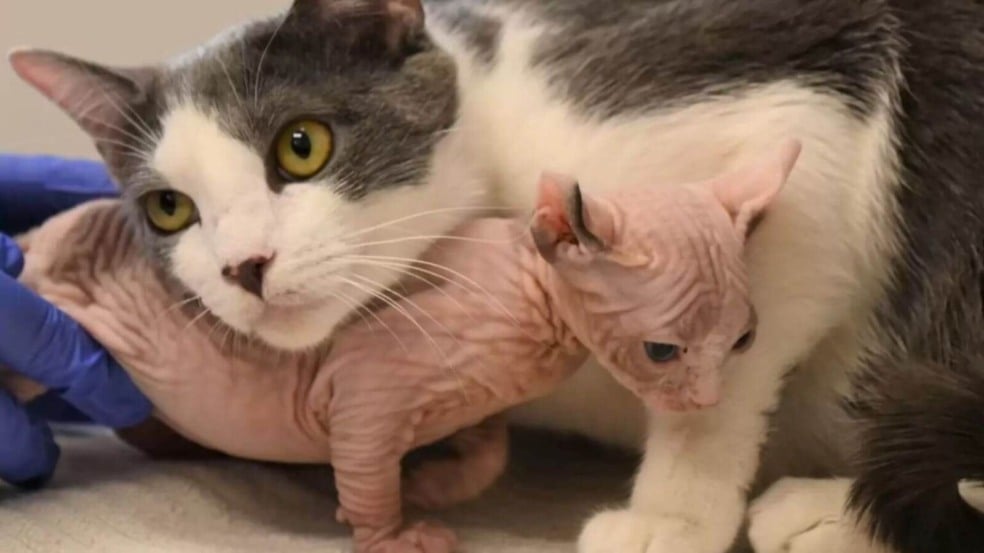 O filhote chegou ao abrigo faminto e sozinho, e rapidamente se conectou com a nova mamãe felina do pedaço (Foto: Helen Woodward Animal Center)