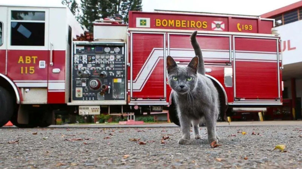 Gata adotada por Corpo de Bombeiros