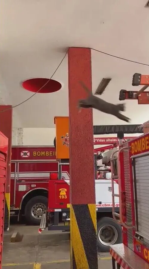 Gata adotada por Corpo de Bombeiros