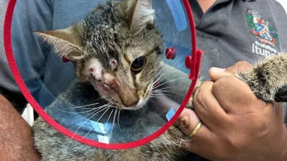 Foto: Dani Fogaça Foto: Dani Fogaça