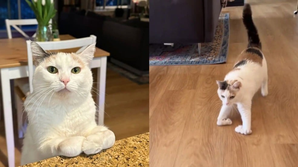 Foto: Reprodução/Instagram: @juniebskis/The Dodo