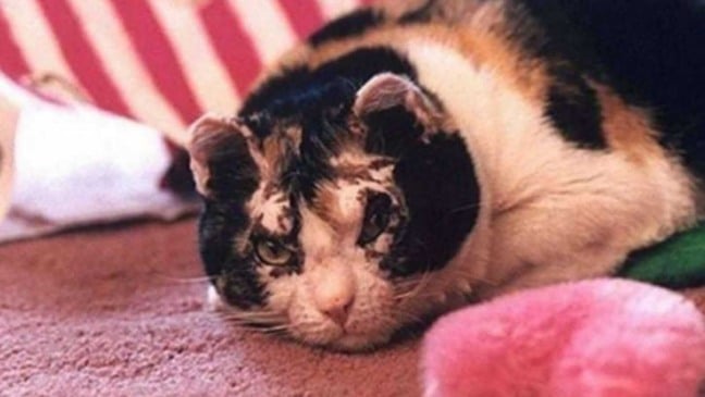 Gata deitada em tapete rosa