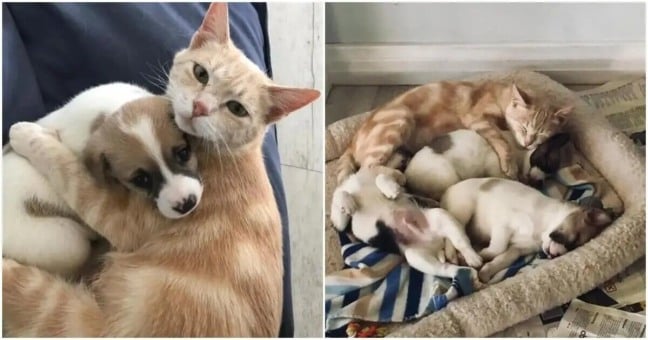 Gata com filhotes de cachorro