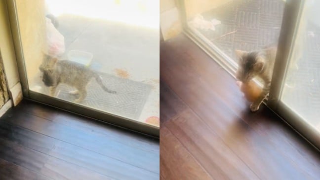 Mamãe gata com seus filhotes