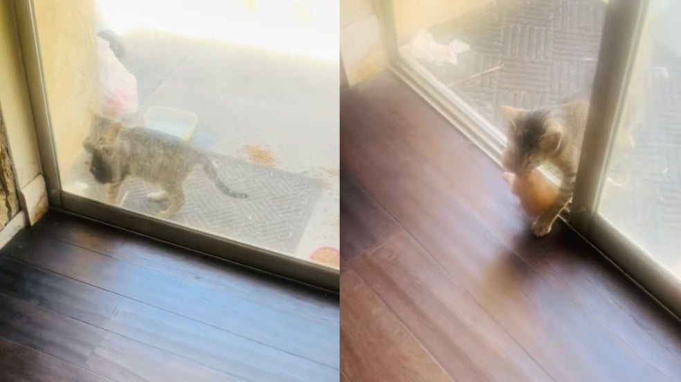 Mamãe gata com seus filhotes