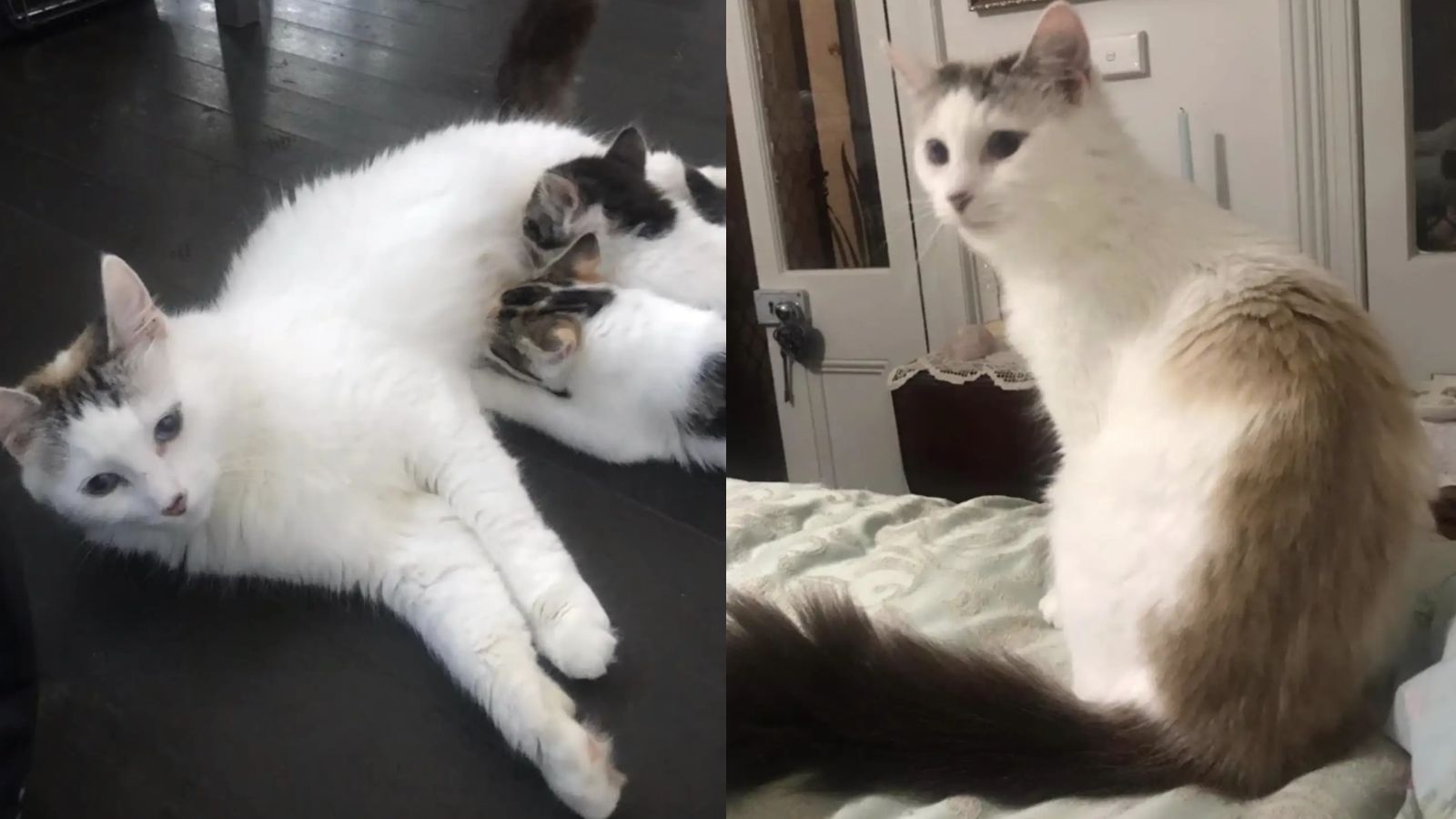 Gata Star com seus bebês