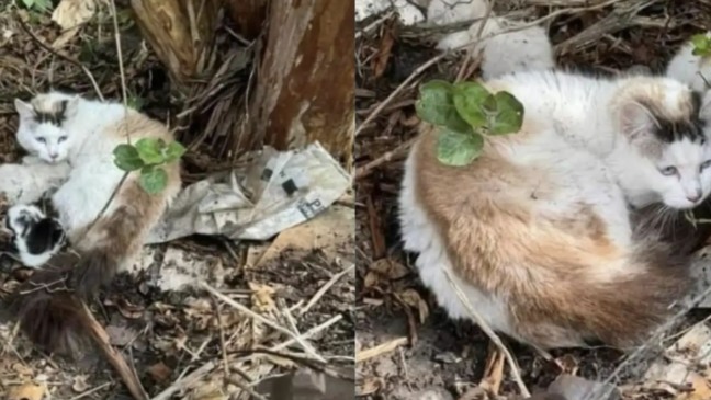 Gata Star com seus bebês
