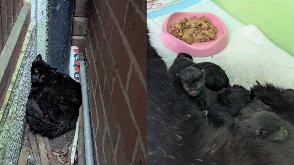 Gatinha com seus filhotes