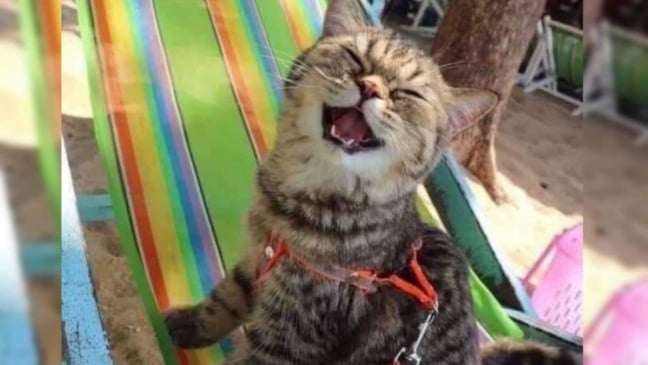 Gato em cadeira de praia