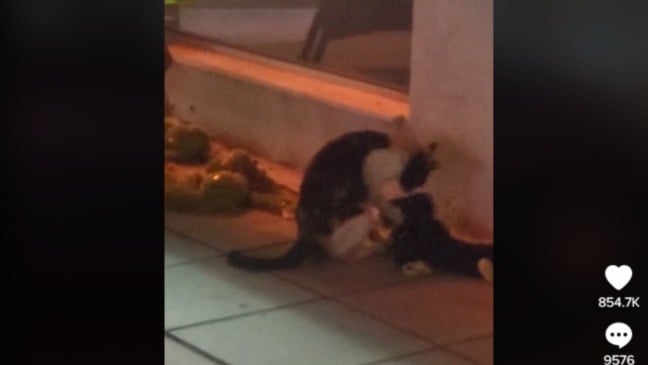 (Foto: Reprodução/TikTok)