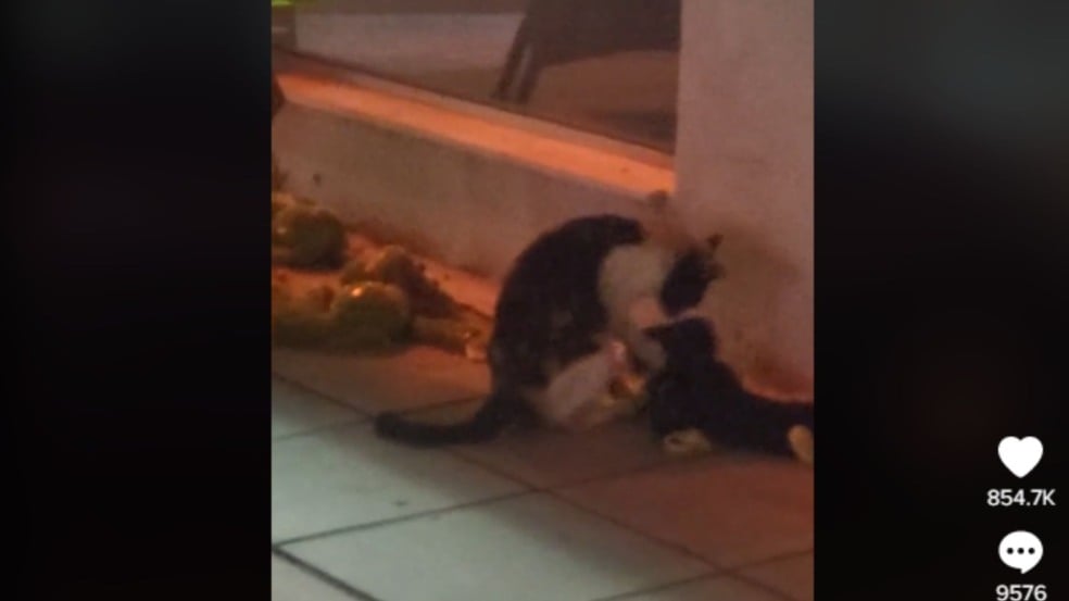 (Foto: Reprodução/TikTok)