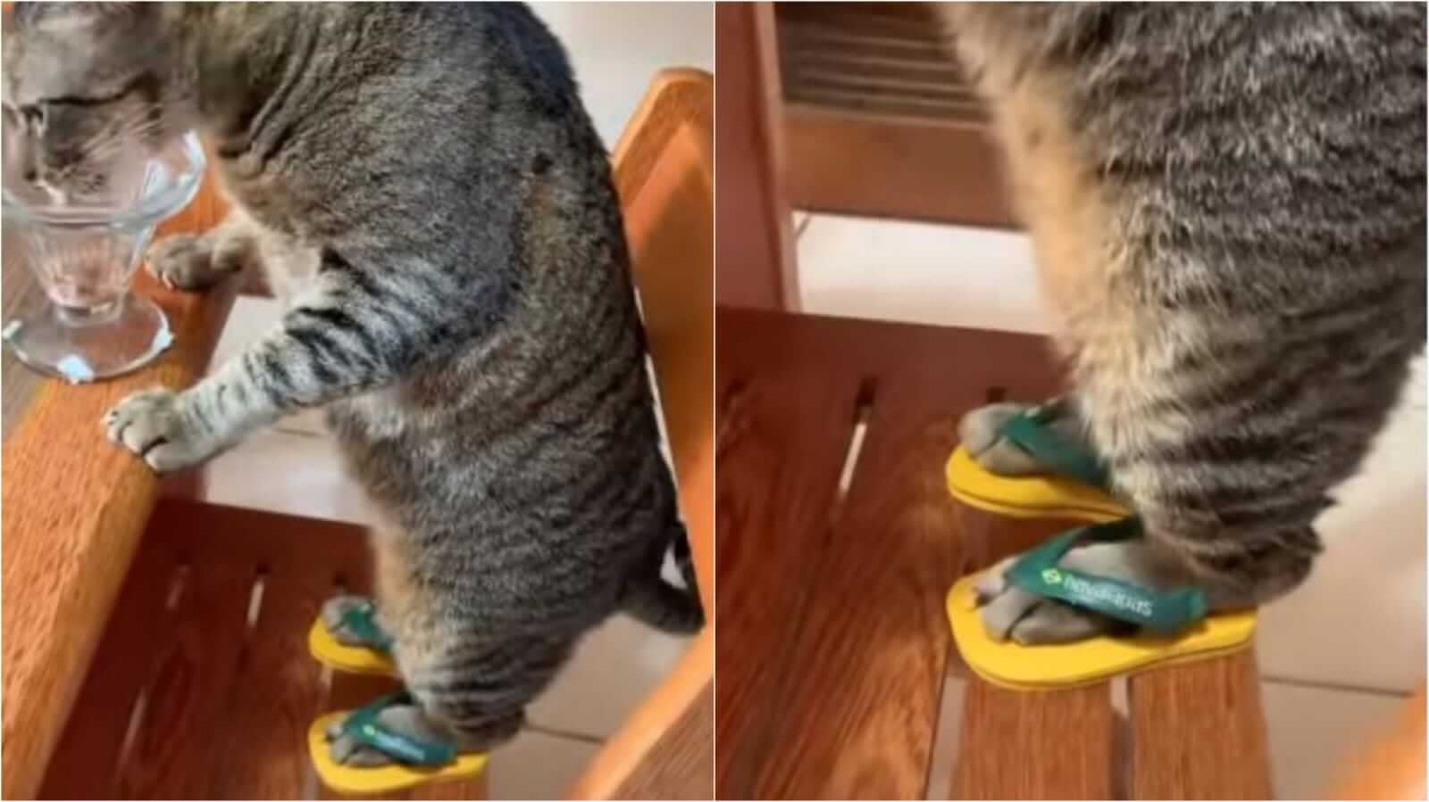 Gatinho com chinelos