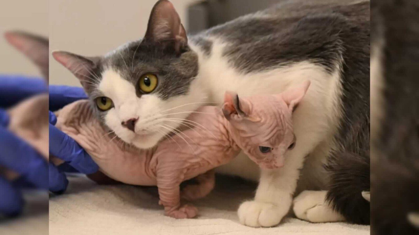 Gata com filhote sphynx