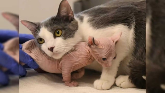 Gata com filhote sphynx