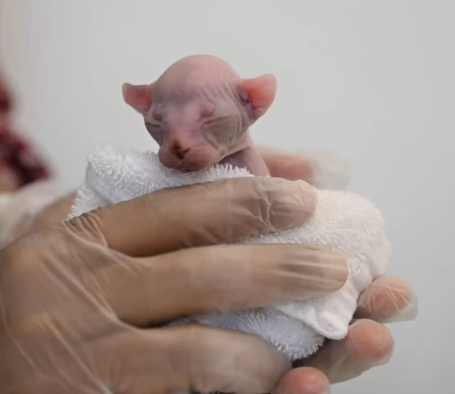 Filhote de gato sphynx