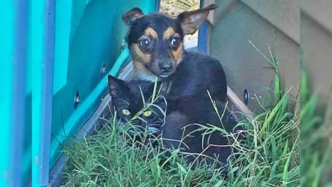 Gato e cachorro chihuahua