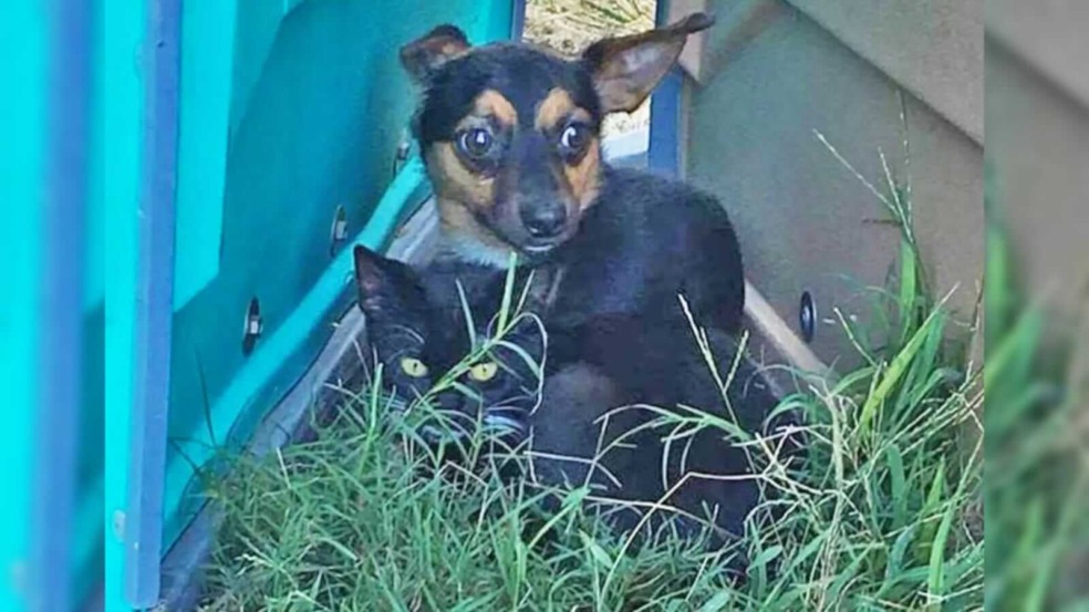 Gato e cachorro chihuahua