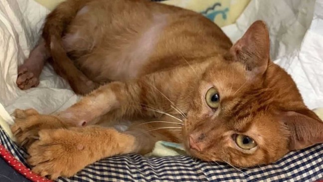 Gatinha fica presa 9 dias em escombros