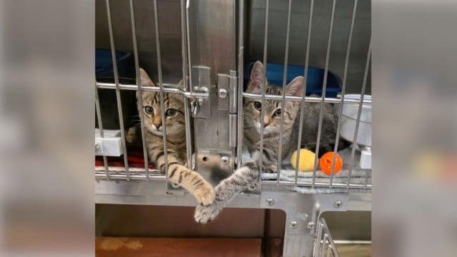 Collen e Pedro Pascal