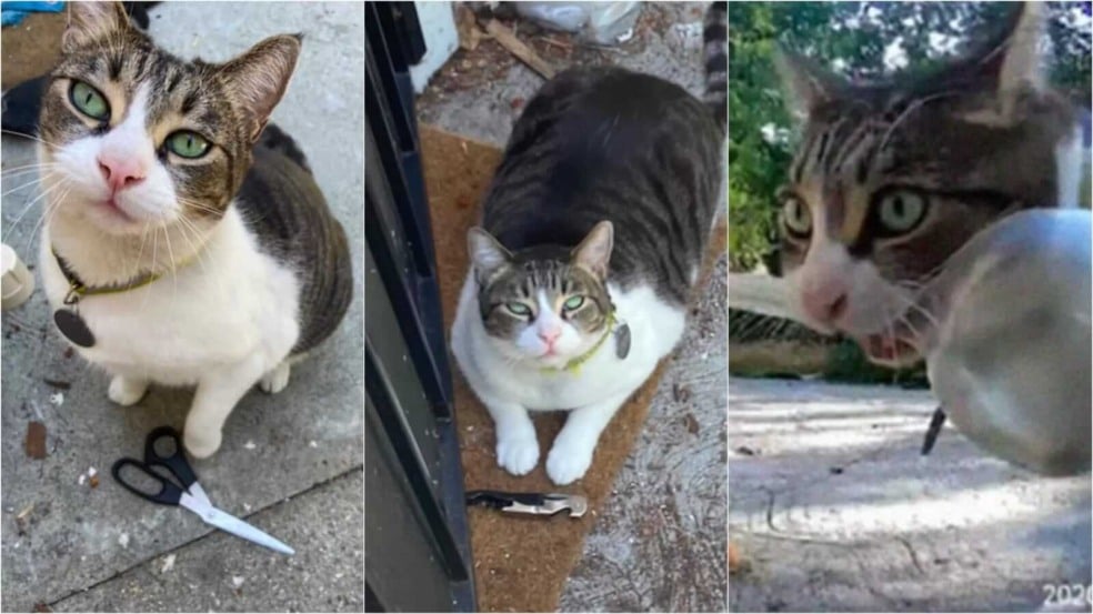 Gata rouba coisas dos vizinhos