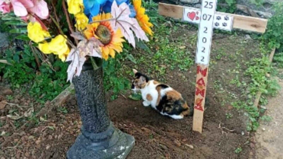 Gata visita túmulo de cachorra