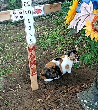 Gata visita túmulo de cachorra