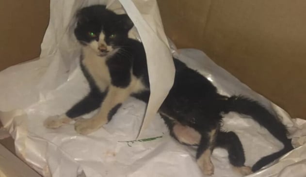 Gatinha abandonada e ferido é resgatada na Lagoa dos Patos