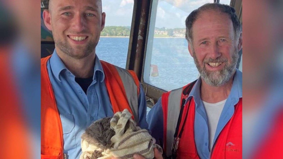 Gato resgatado do mar