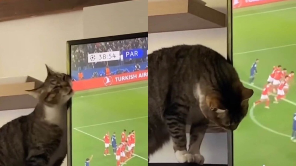 Gato se aninhando em TV