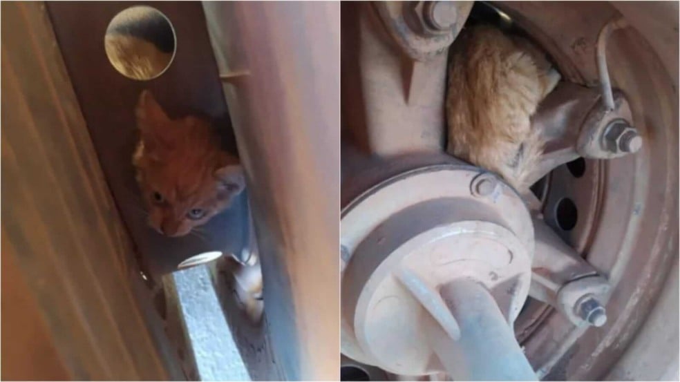 Gato preso em roda de carreta