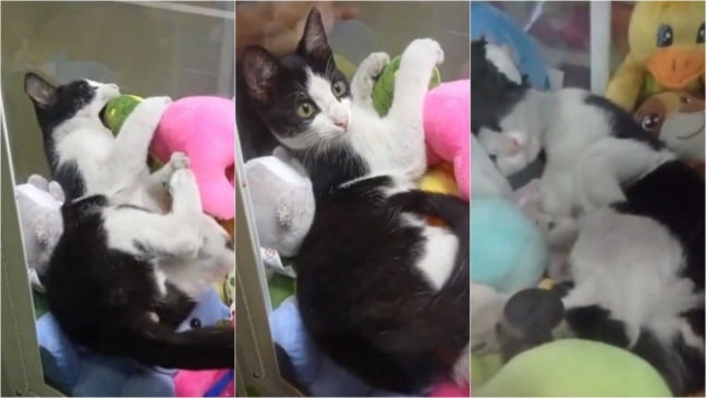 Gato em máquina de pelúcias