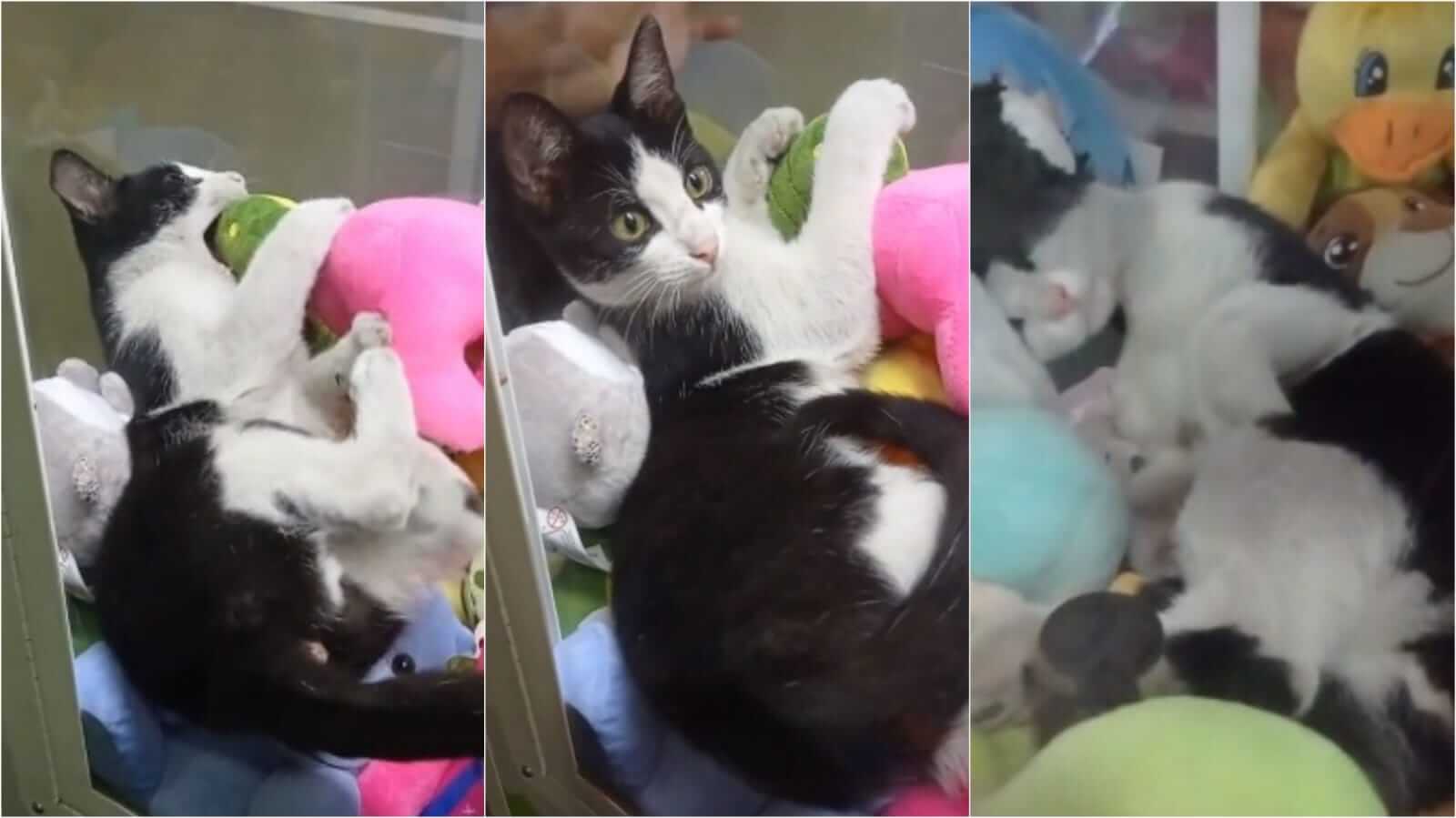 Gato em máquina de pelúcias