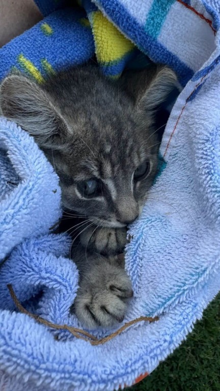 Cães ajudam no resgate de gatinho