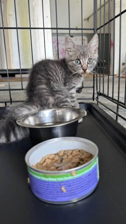 Cães ajudam no resgate de gatinho