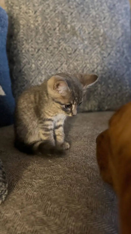 Cães ajudam no resgate de gatinho