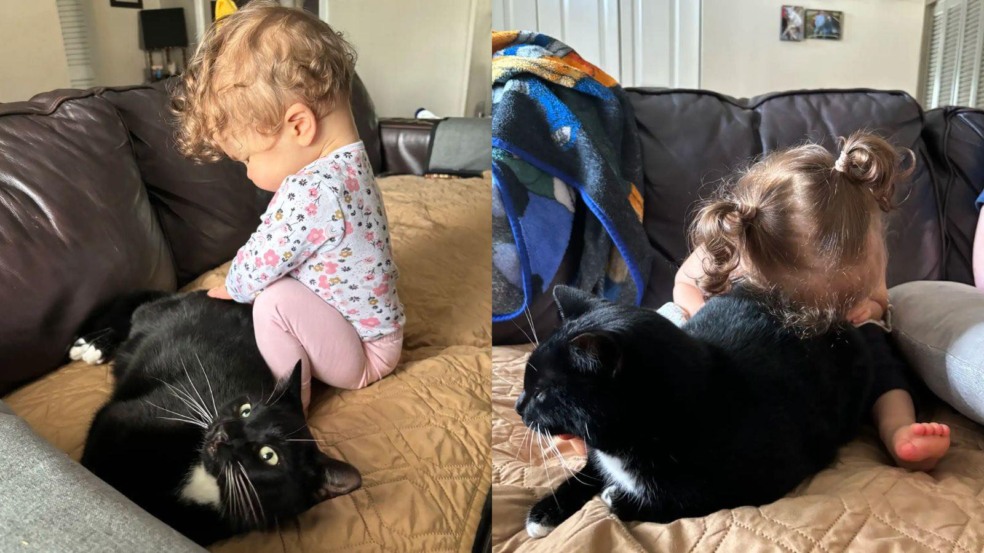 Foto: Reprodução/Alexis Wiggins/The Dodo