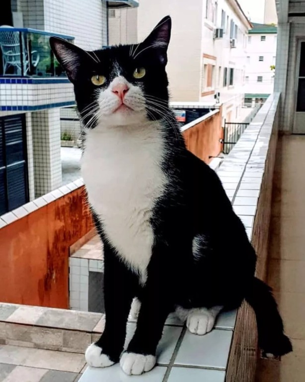 Gato preto e branco
