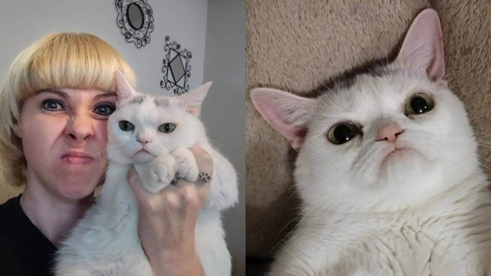 Gato com cara de bravo