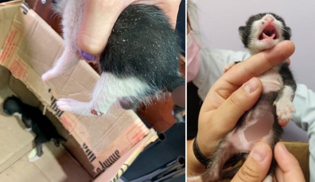 gatinhos resgatados com alguns ferimentos