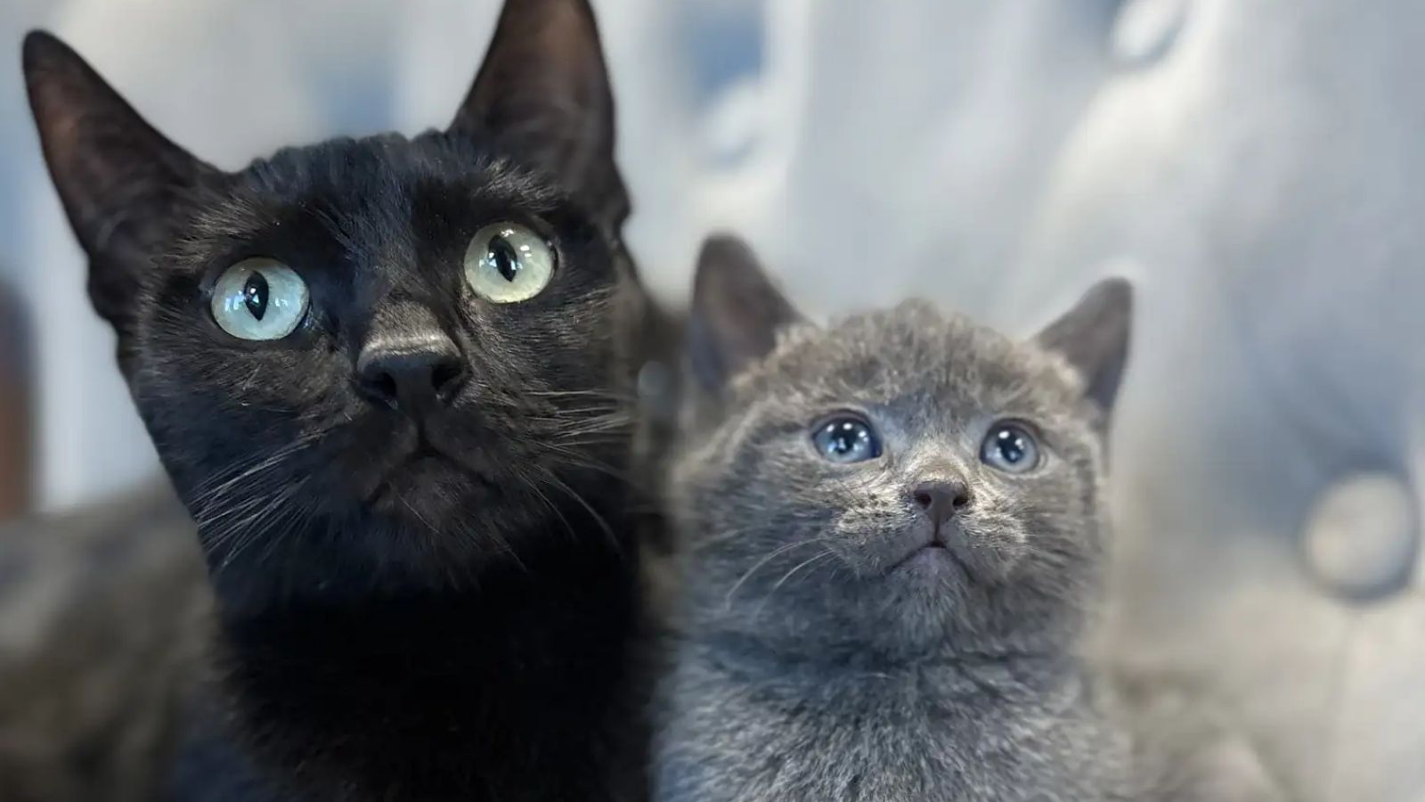 Mamãe gata Flow e um de seus bebês