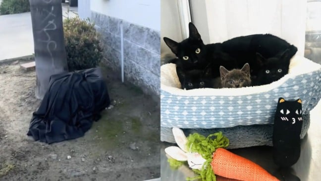 Mamãe gata e filhotinhos