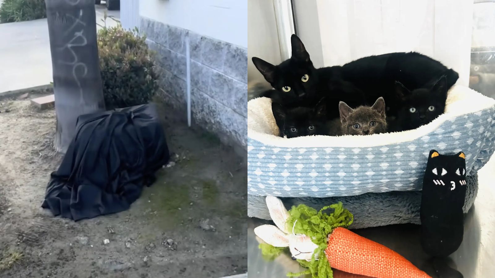 Mamãe gata e filhotinhos