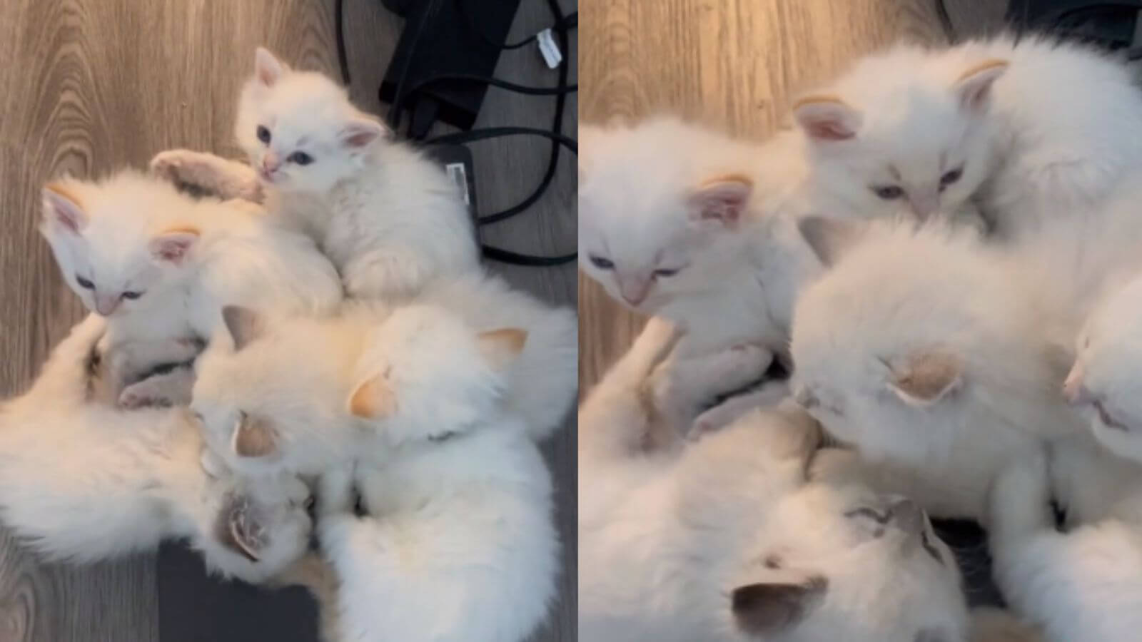 Gatos dormindo em computador