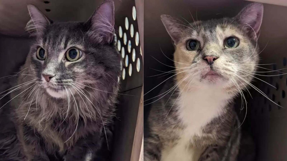 Foto: Abrigo Animal Brother Wolf