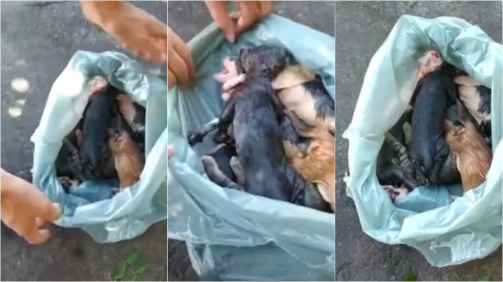 Filhotes de gato em sacola plástica