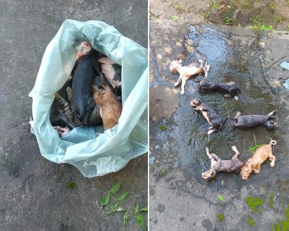 Filhotes de gato em sacola plástica