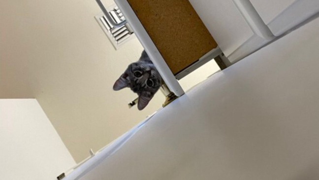 (Foto: Reprodução/The Dodo)