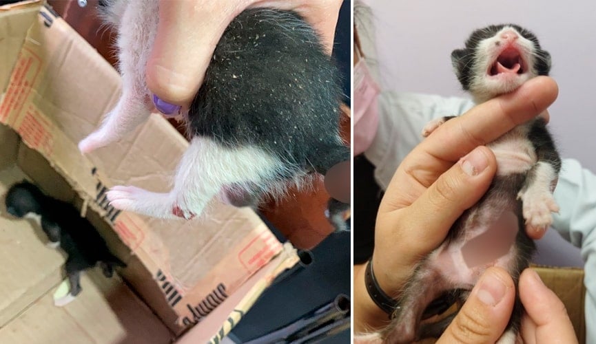 gatinhos resgatados com alguns ferimentos