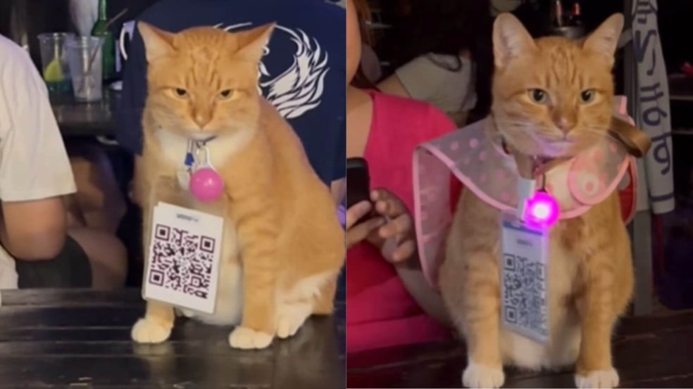 Gato em cima de mesa de bar com placa de QR Code pendurada no pescoço