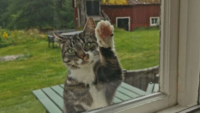 (Foto: Canva/Matilda Lindberg)